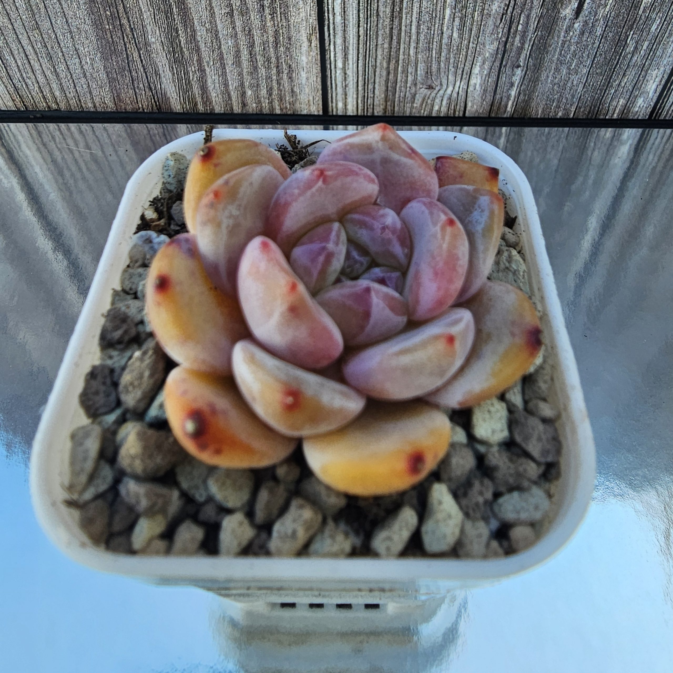 Echeveria 'Hosikage' rosette 4cm