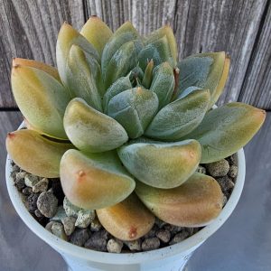 Echeveria 'Frozen Tips' pot 6cm