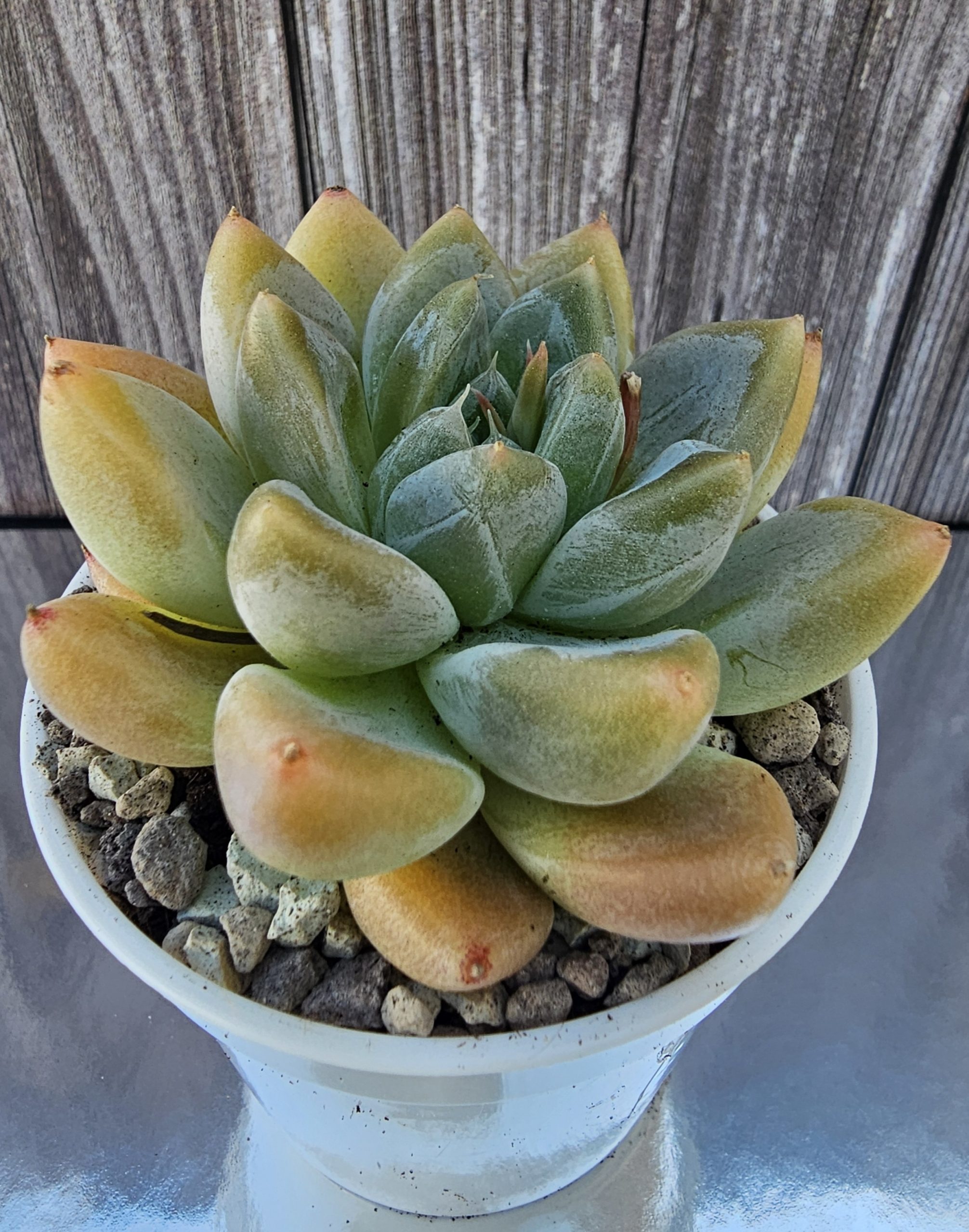 Echeveria 'Frozen Tips' pot 6cm