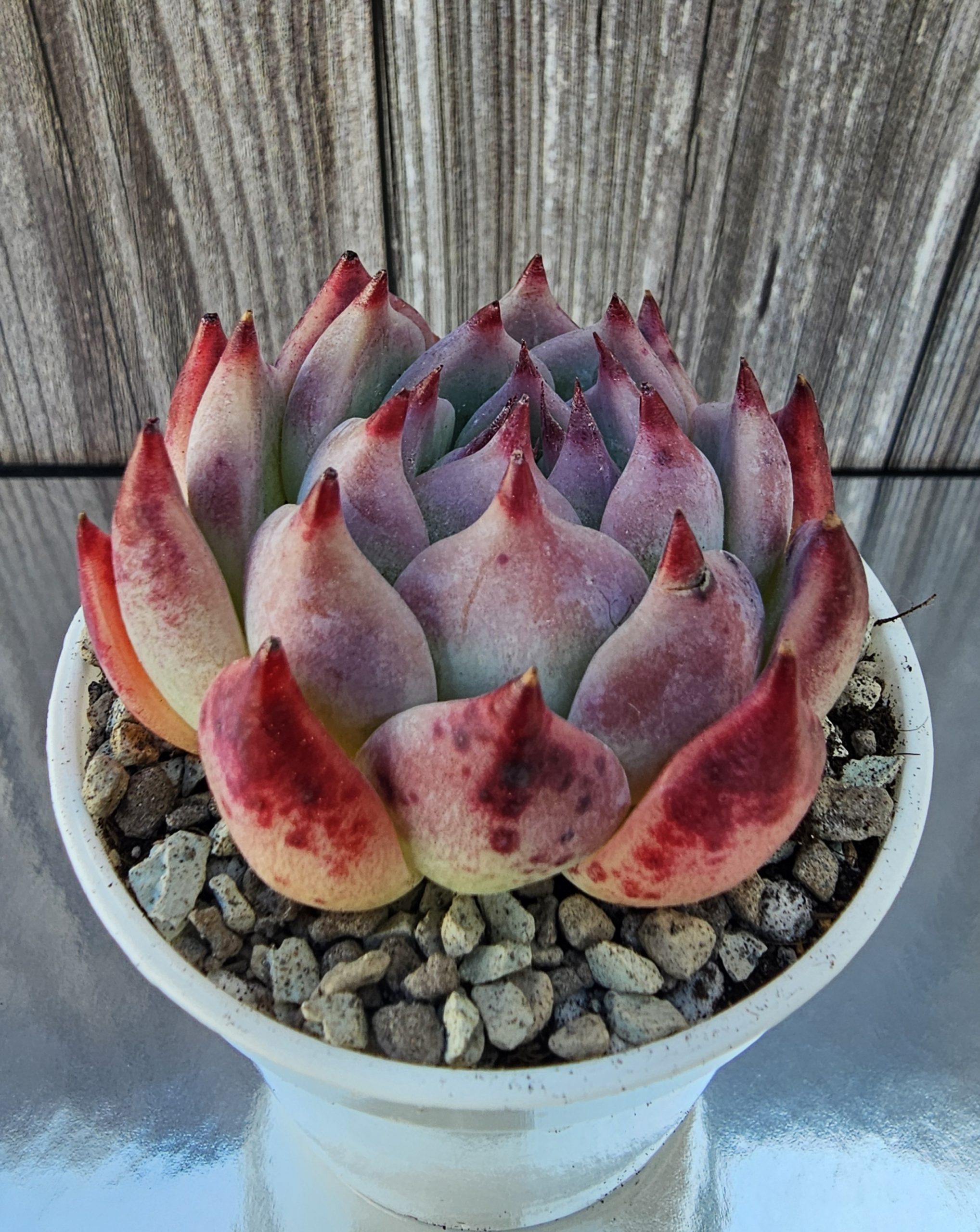 Echeveria 'Chihuahuaensis' pot 6cm