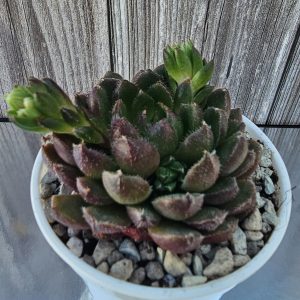 Echeveria 'Scorpio' pot 6cm