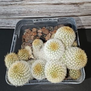 Mammilliaria spp. pot 8.5cm