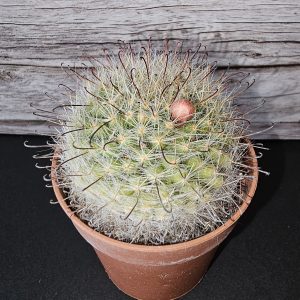 Mammillaria crinita pot 5.5cm