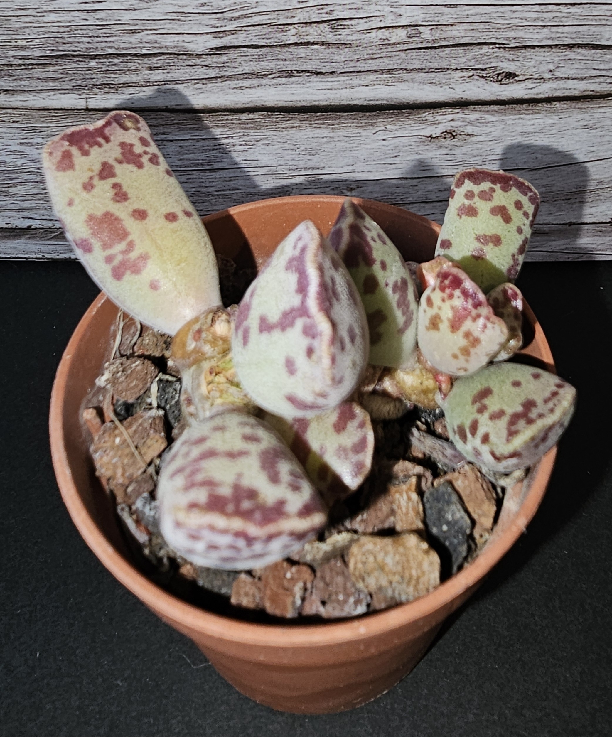 Adromischus cooperi pot 5.5cm – Image 2