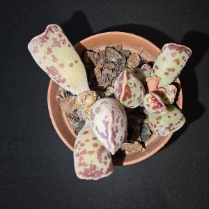 Adromischus cooperi pot 5.5cm