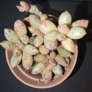 Adromischus hemisphaericus pot 5.5cm