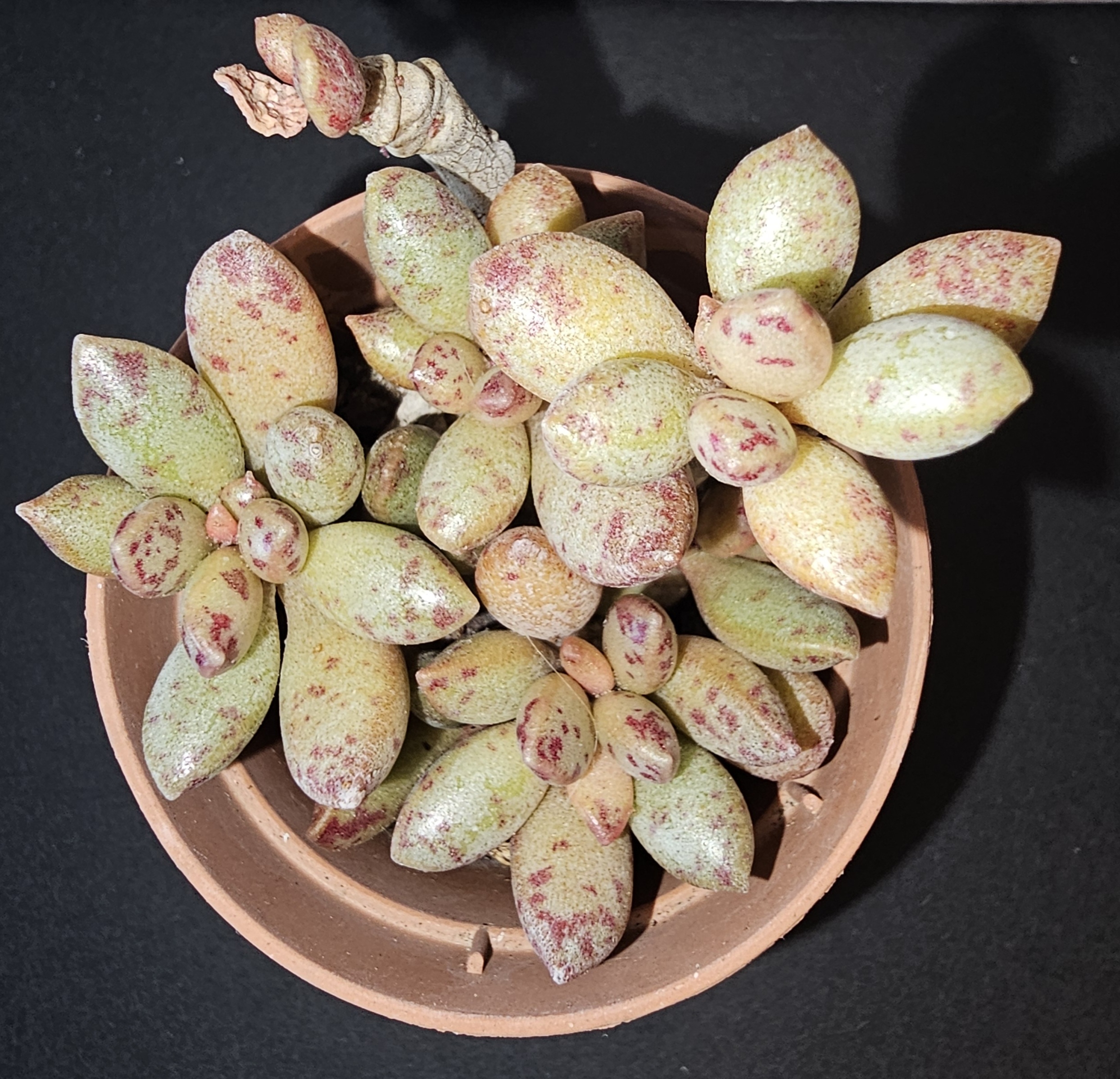 Adromischus hemisphaericus pot 5.5cm