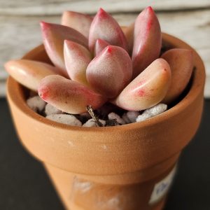 Pachyveria 'Hephaestus' pot 5.5cm
