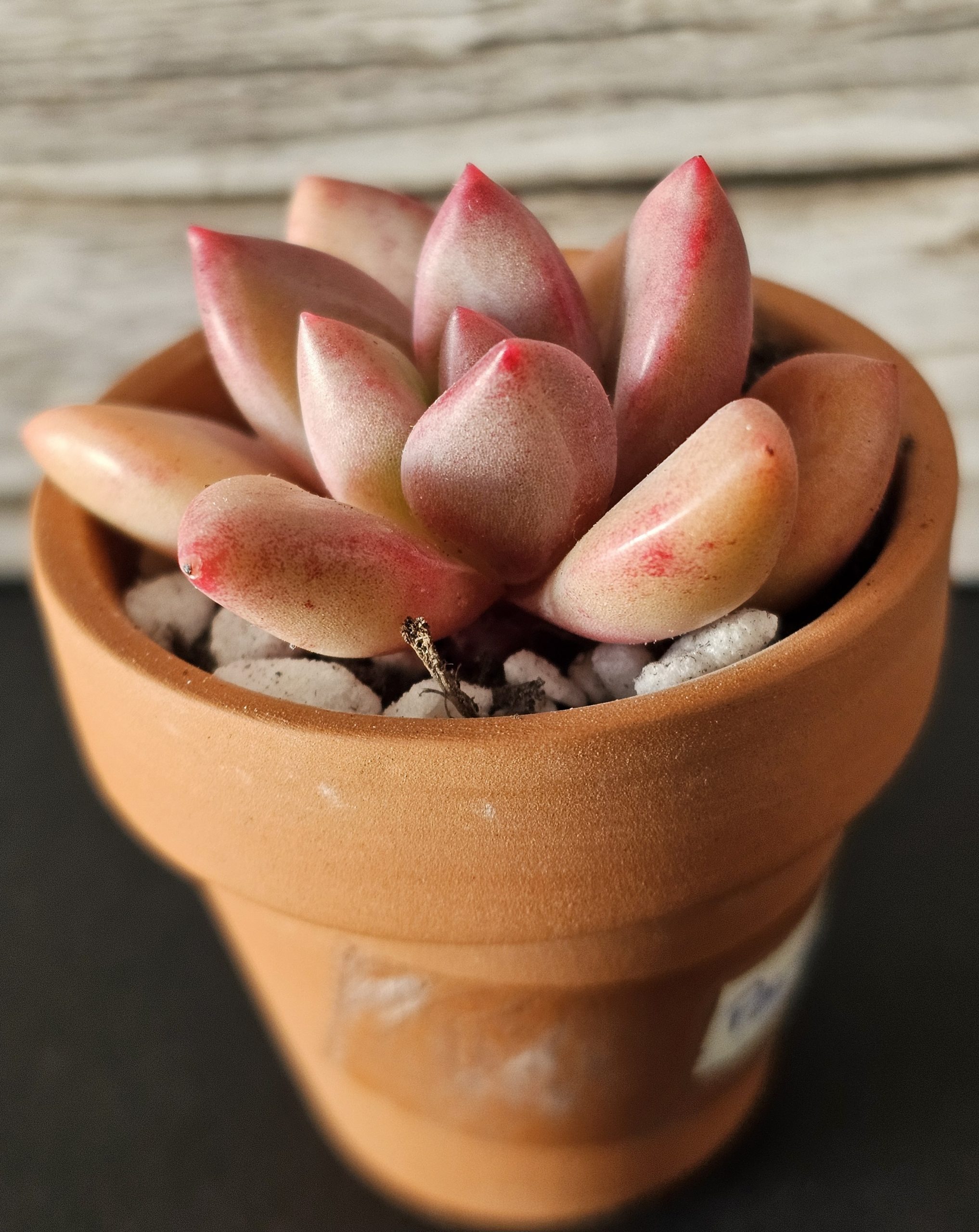 Pachyveria 'Hephaestus' pot 5.5cm