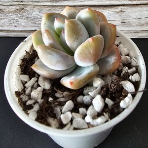 Echeveria 'Star Snow' rosette 5cm