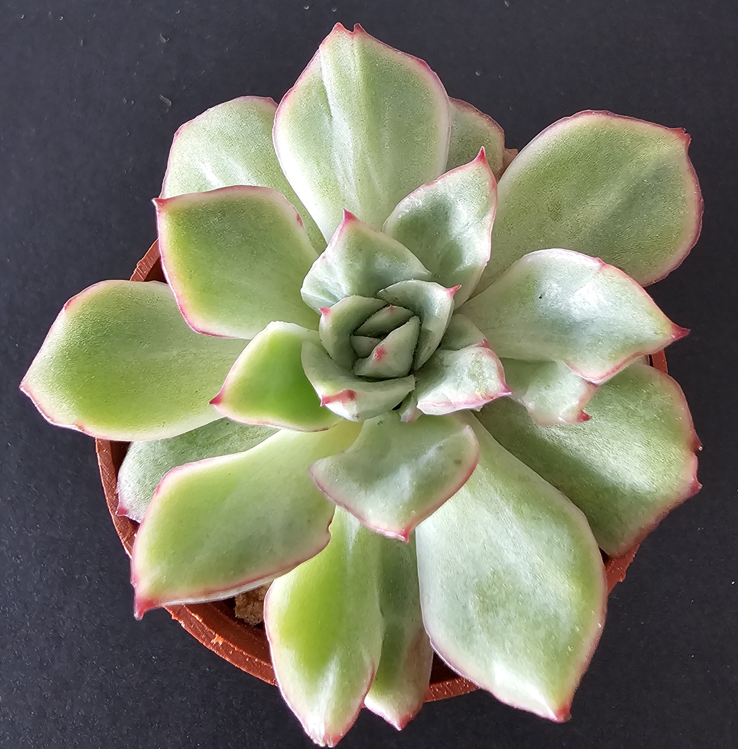 Echeveria 'California Queen' pot 5.5cm – Image 2