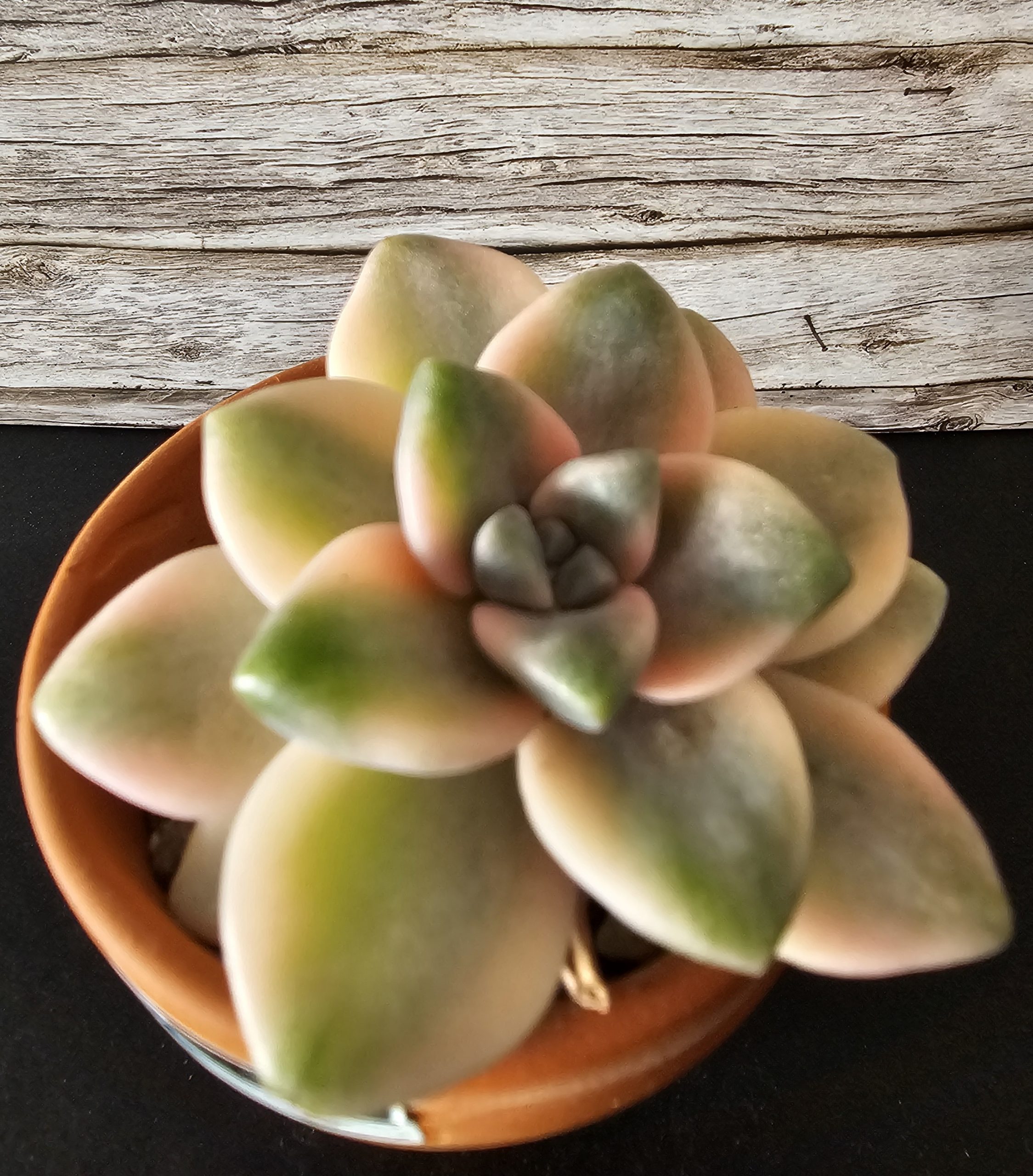 Graptoveria titubans 'Variegata' pot 5.5cm – Image 2