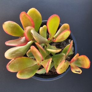 Crassula ovata  'Jade Tricolore' pot 9cm