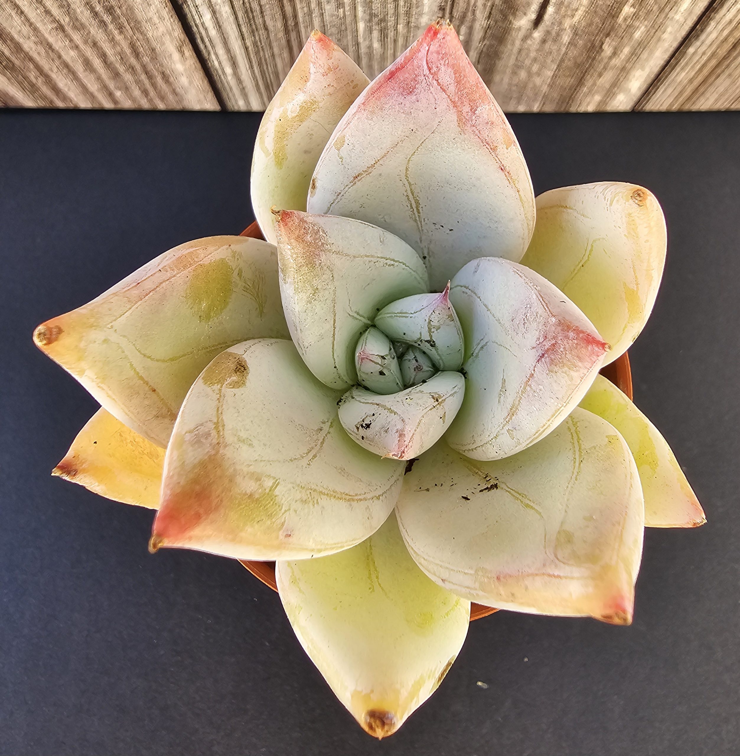 Echeveria colorata pot 6cm – Image 2
