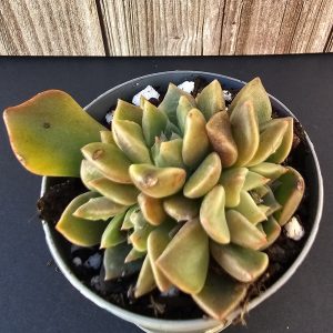 Graptopetalum bellum pot 5.5cm