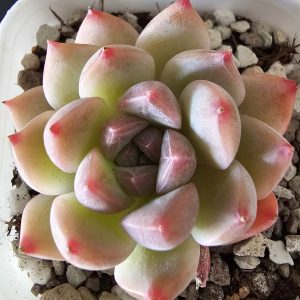 Echeveria 'Oolong Tea' rosette 5cm
