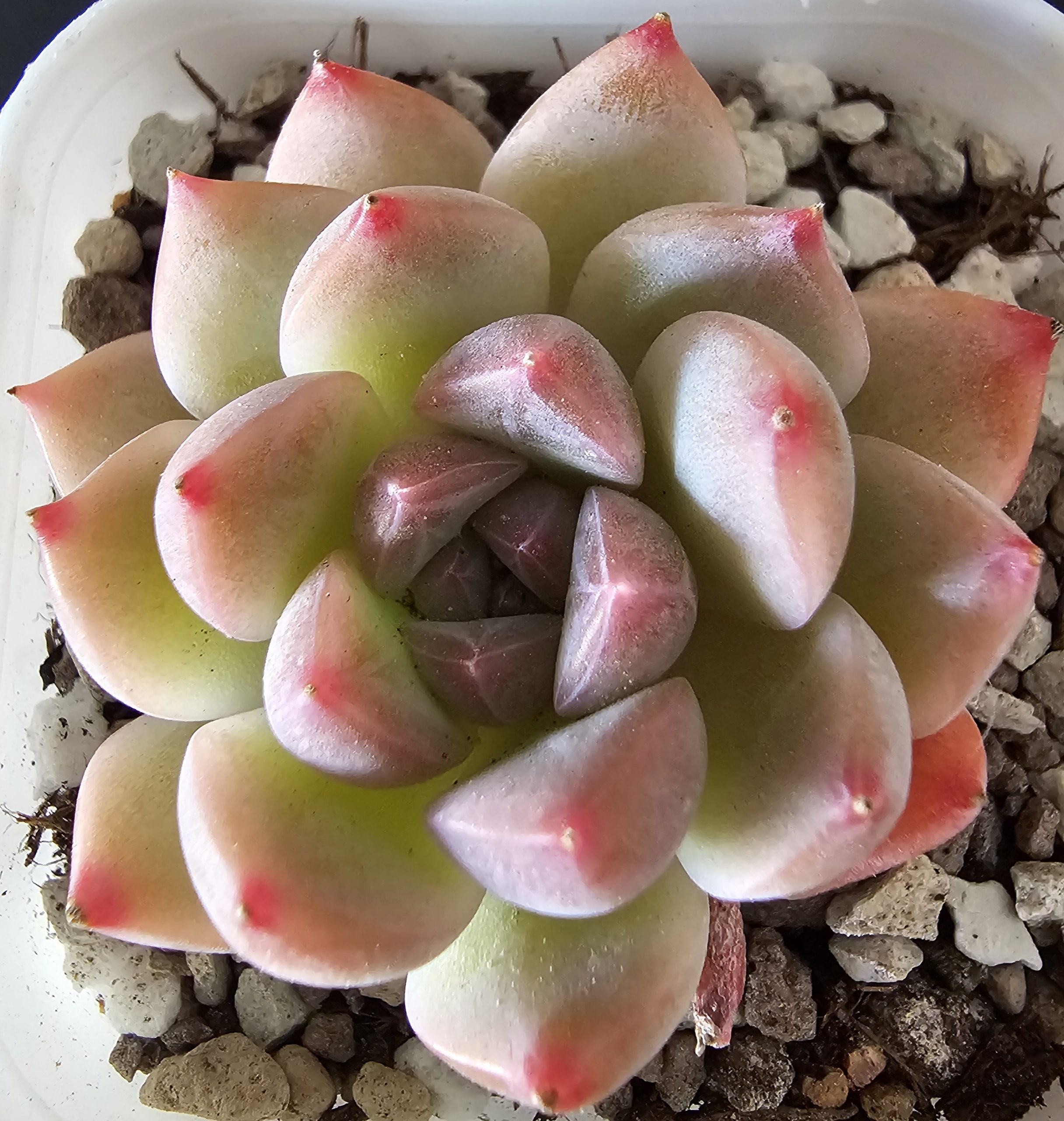 Echeveria 'Oolong Tea' rosette 5cm