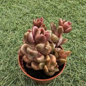 Lenopetalum 'Chocolate and Strawberry' pot 5.5cm