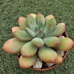 Pachyphytum garciae pot 9cm