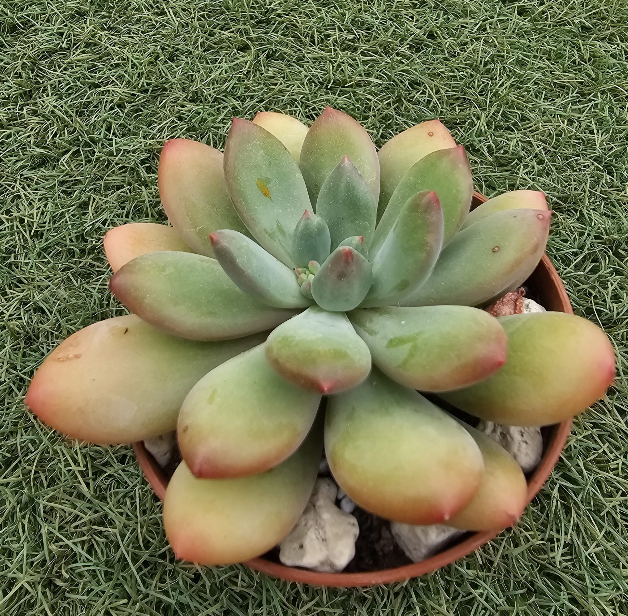 Pachyphytum garciae pot 9cm