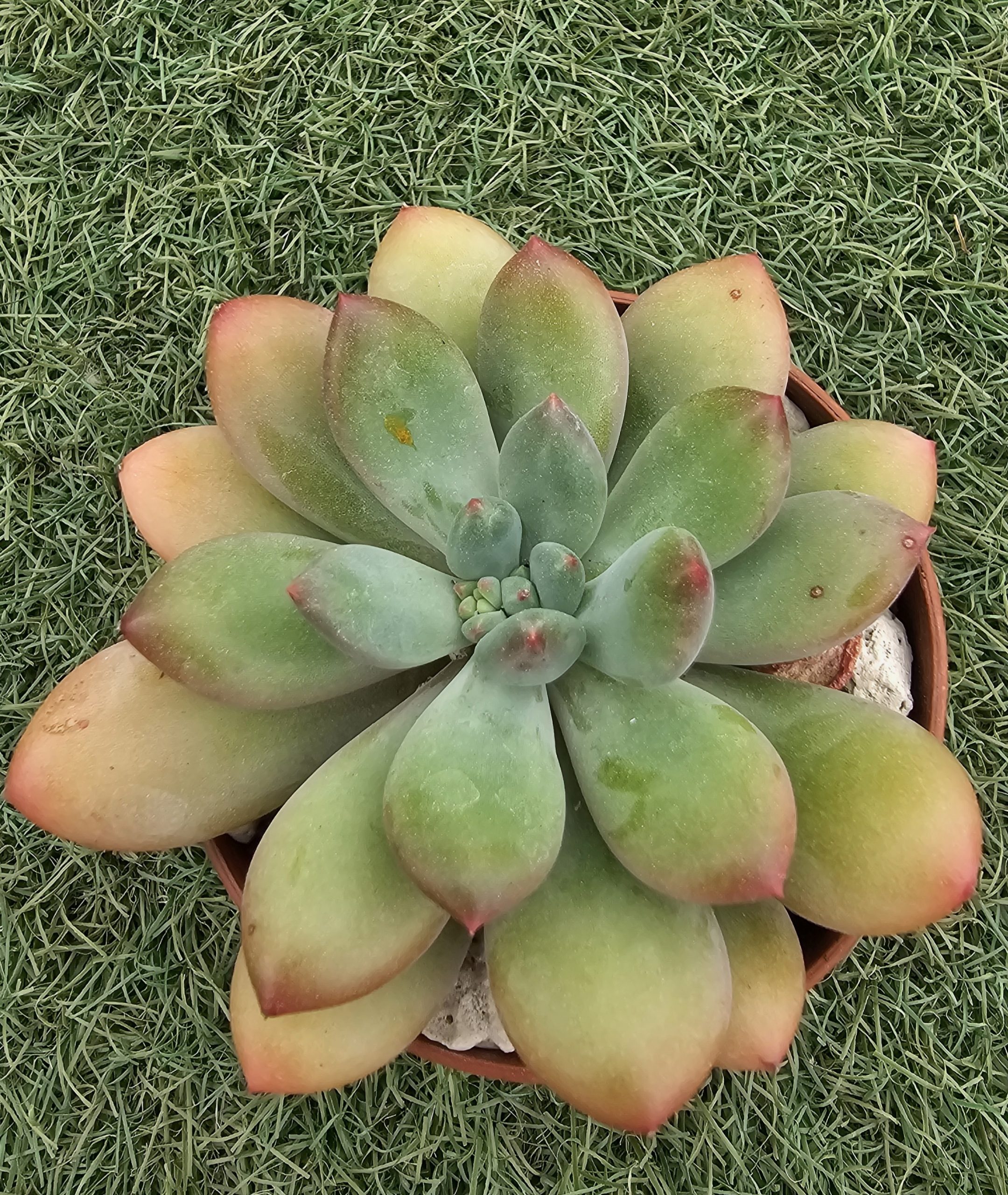 Pachyphytum garciae pot 9cm – Image 2
