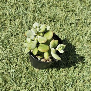 Cotyledon pendens pot 5.5cm