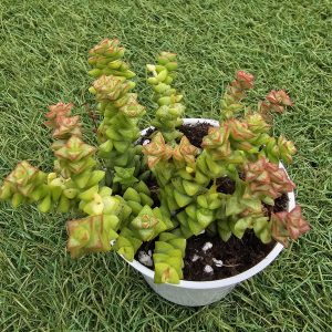 Crassula 'Tom Thumb' pot 6.5cm