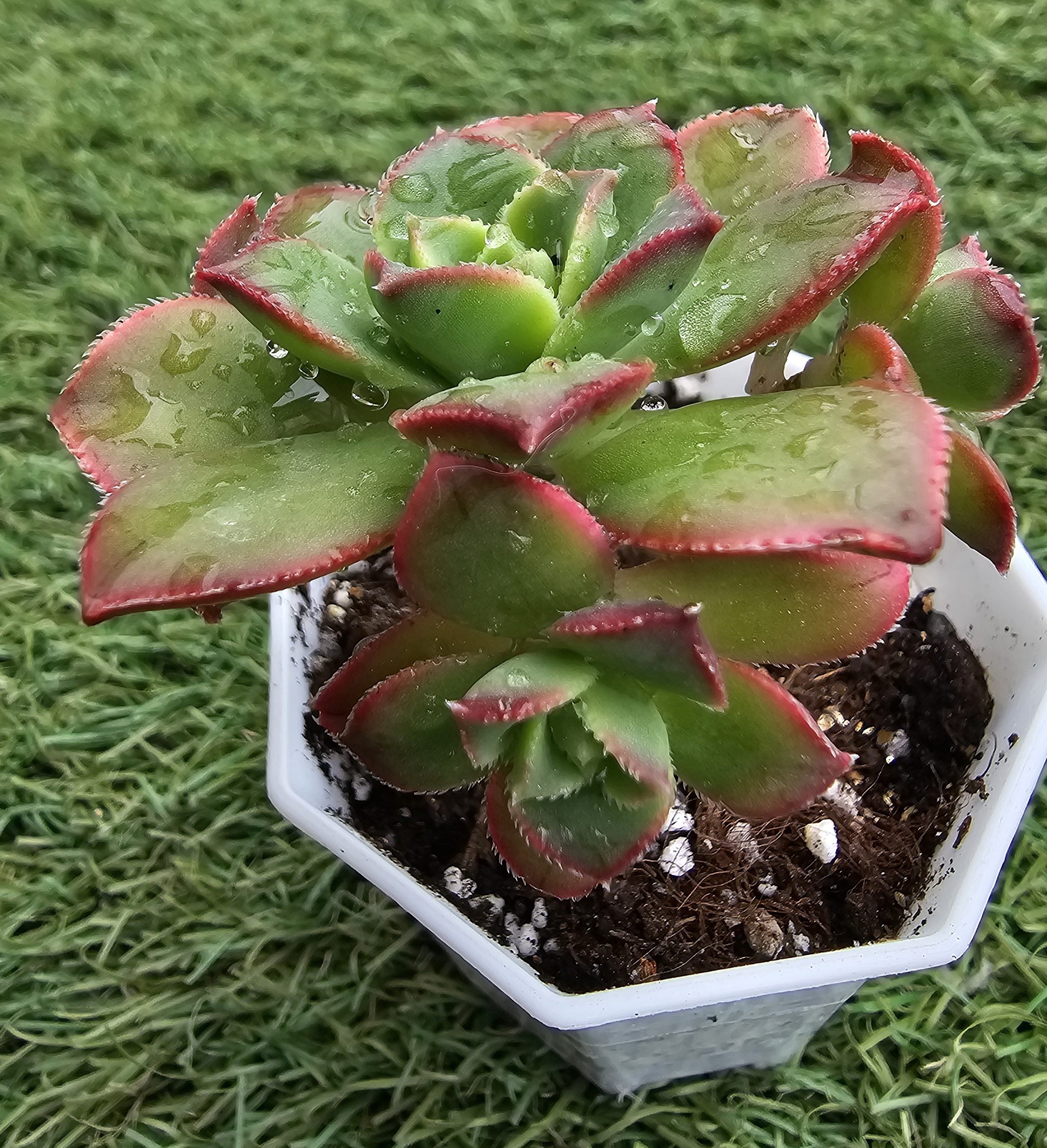 Aeonium haworthii 'Dream Color' pot 5.5cm – Image 4