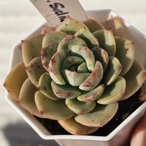 Echeveria 'Salmon' pot 6.5cm