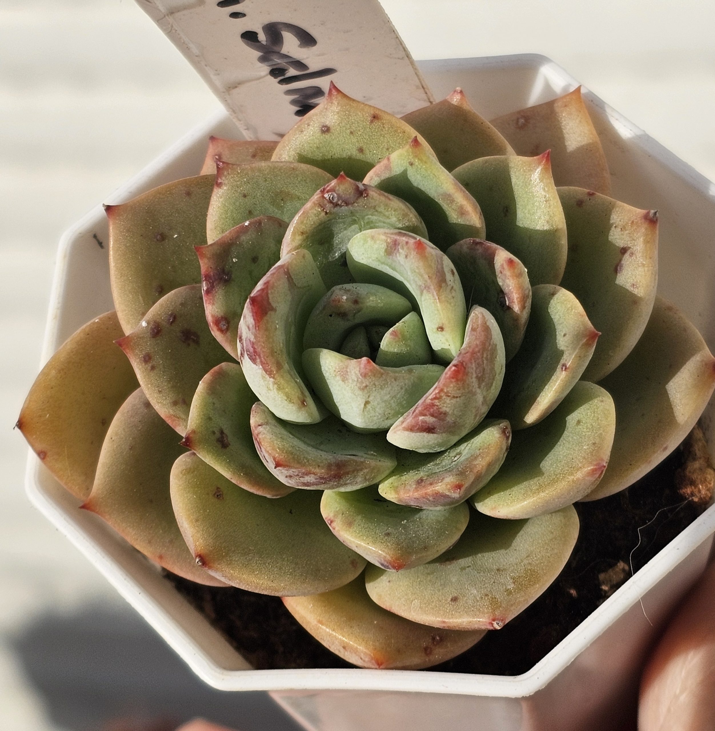Echeveria 'Salmon' pot 6.5cm