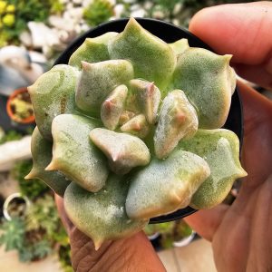 Graptoveria 'Cream Puff' pot 5.5cm
