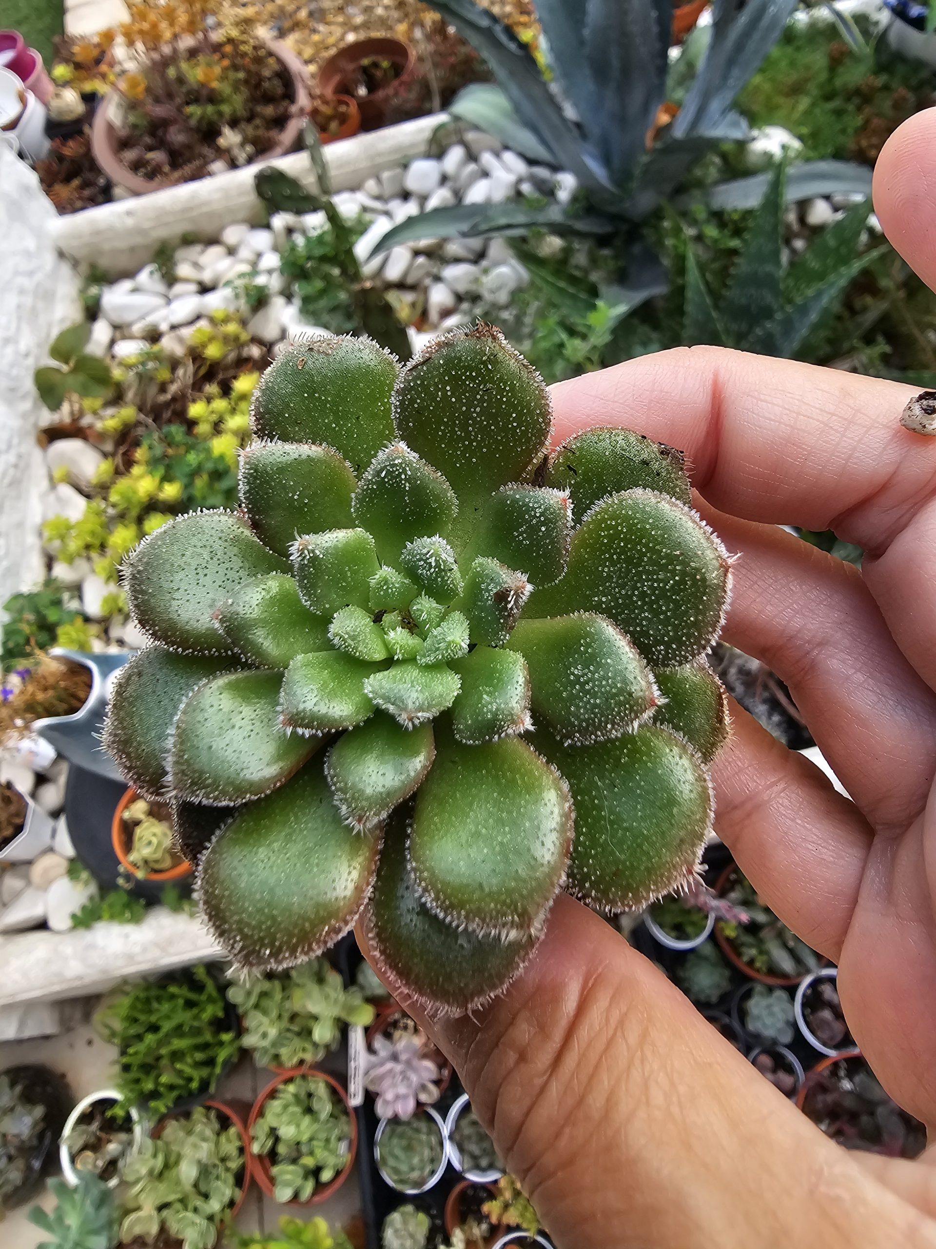 Echeveria 'Carol' rosette 5.5cm – Image 3