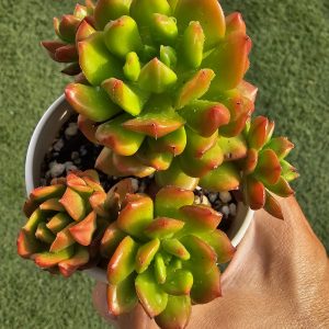 Sedeveria 'Red Lantern' pot 10cm