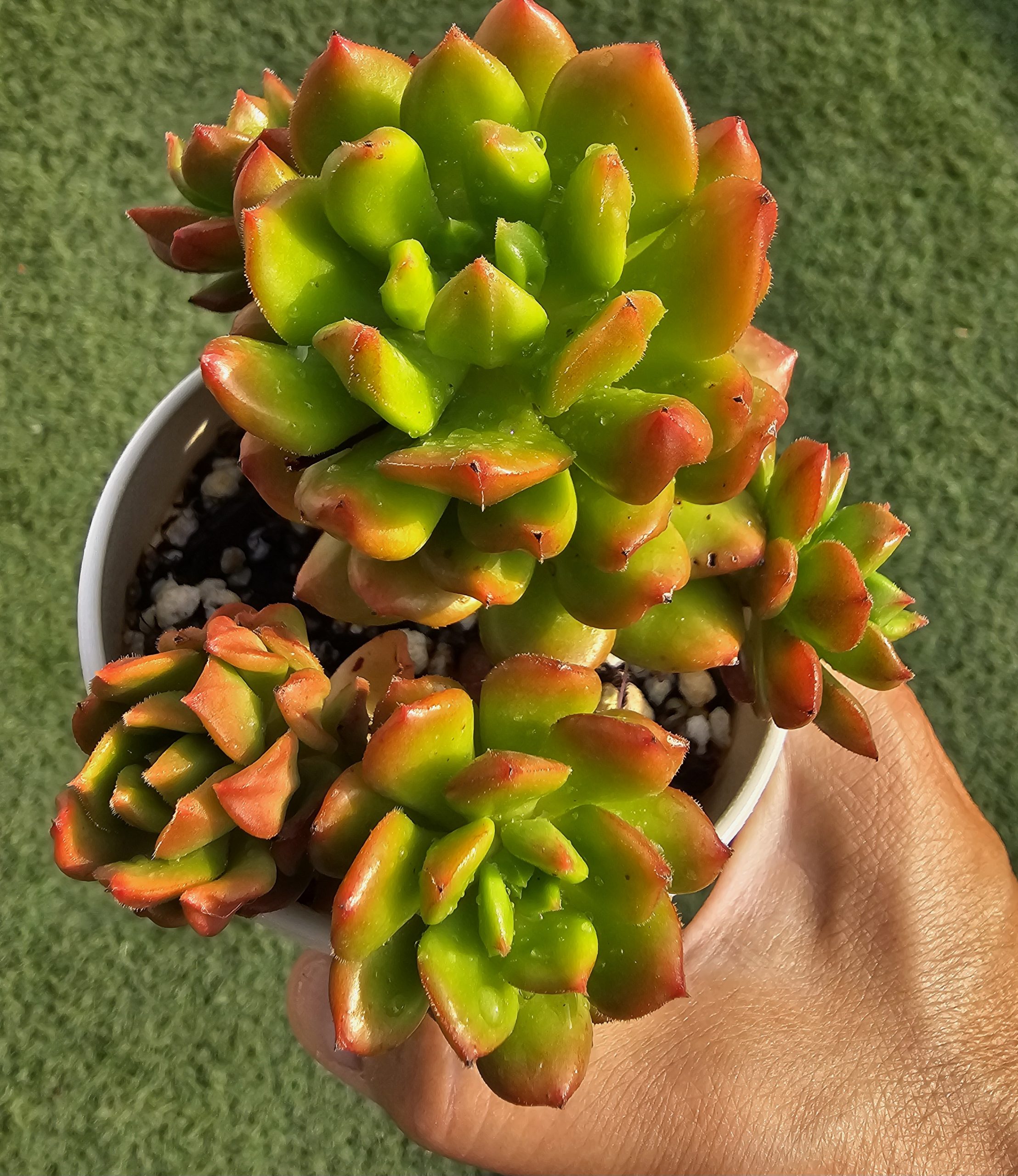 Sedeveria 'Red Lantern' pot 10cm