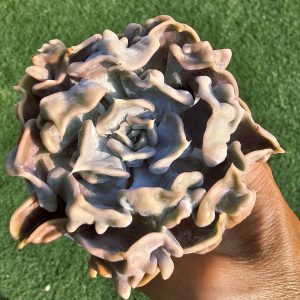 Echeveria 'Thriller Pearl' rosette 8cm
