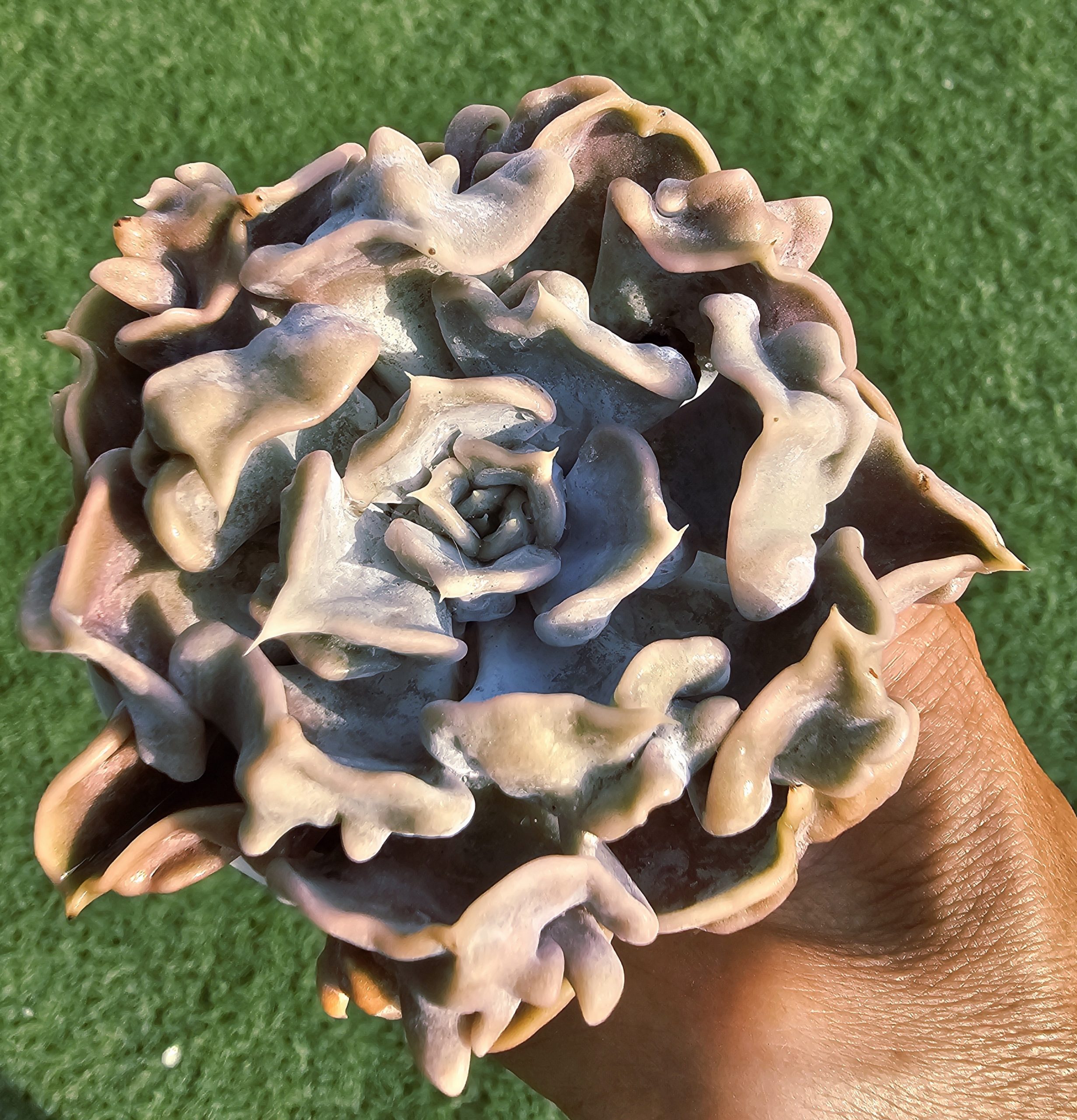 Echeveria 'Thriller Pearl' rosette 8cm