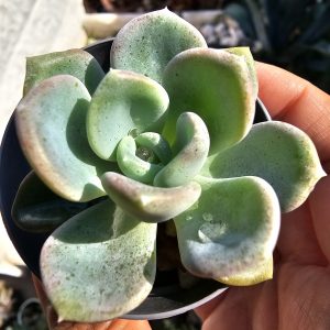 Echeveria 'Orpet' pot 5.5cm