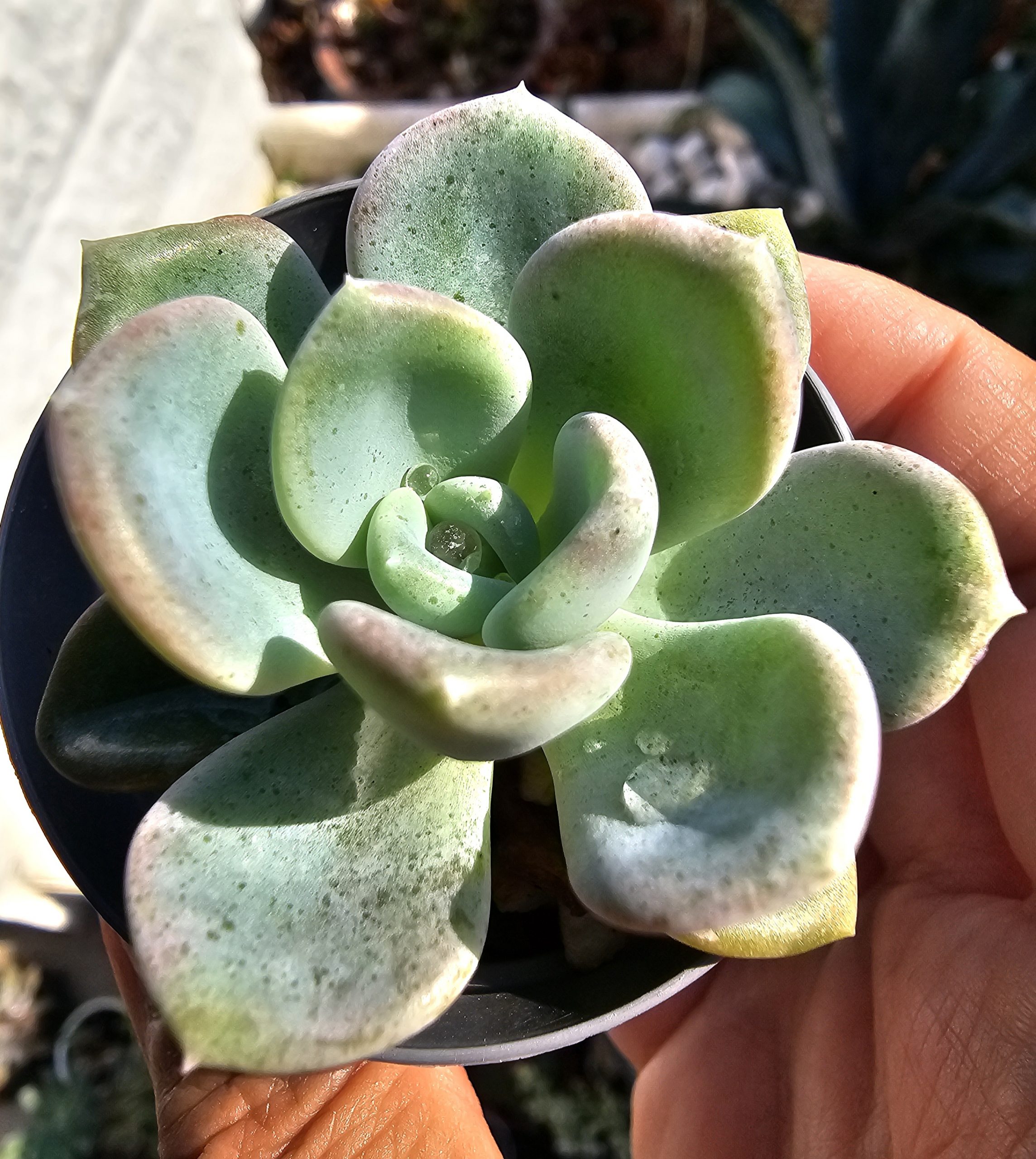 Echeveria 'Orpet' pot 5.5cm