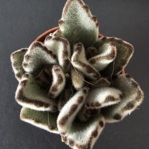 Kalanchoe tomentosa 'Chocolate Soldier' pot 5.5cm