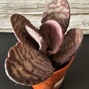 Kalanchoe humilis pot 5,5cm