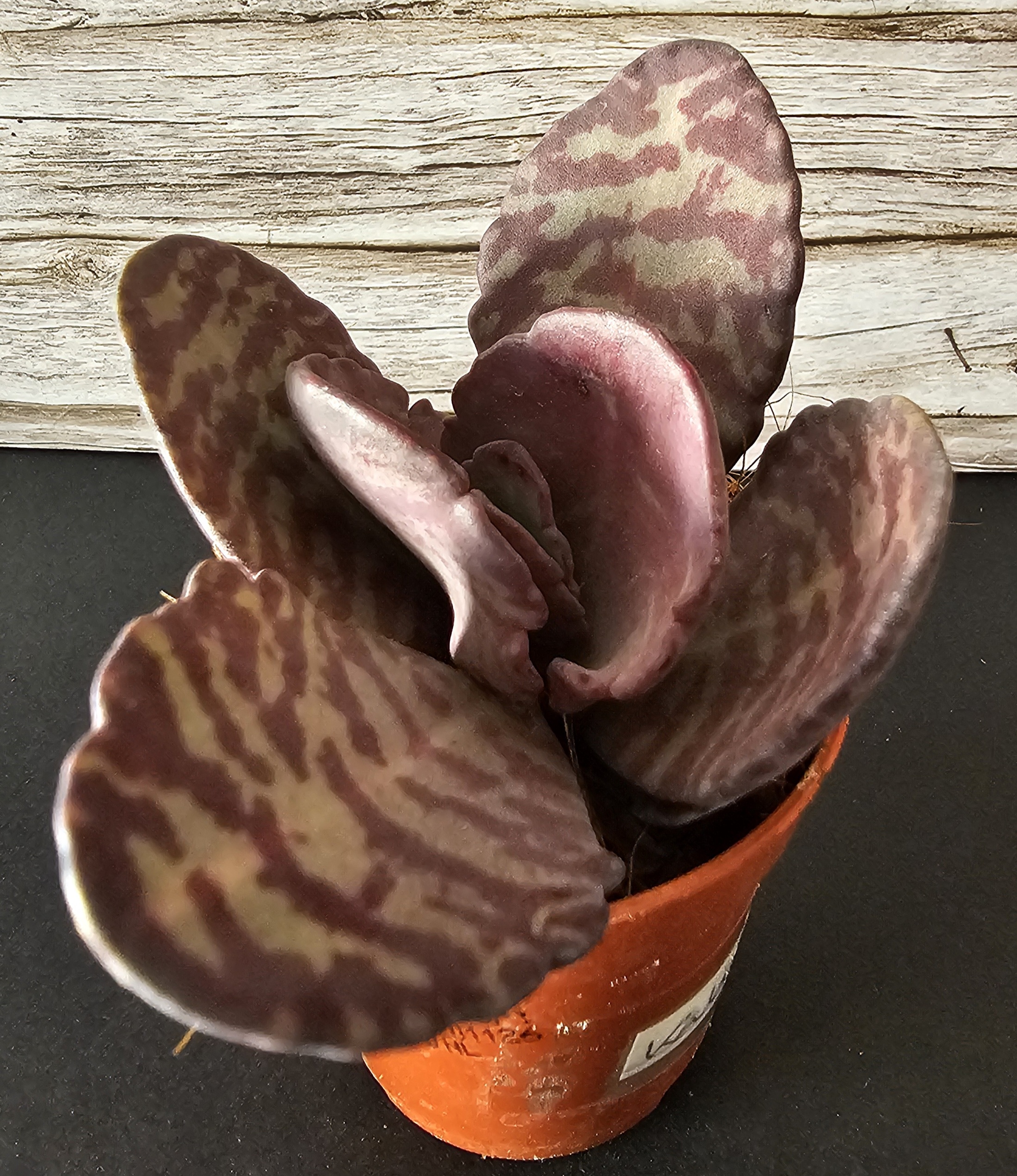 Kalanchoe humilis pot 5,5cm