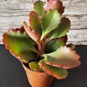 Kalanchoe pinnata pot 5.5cm