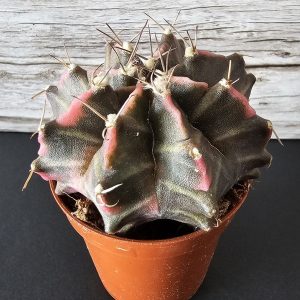 Gymnocalycium mihanovichii Variegata 'Friedrichii' pot 5.5cm