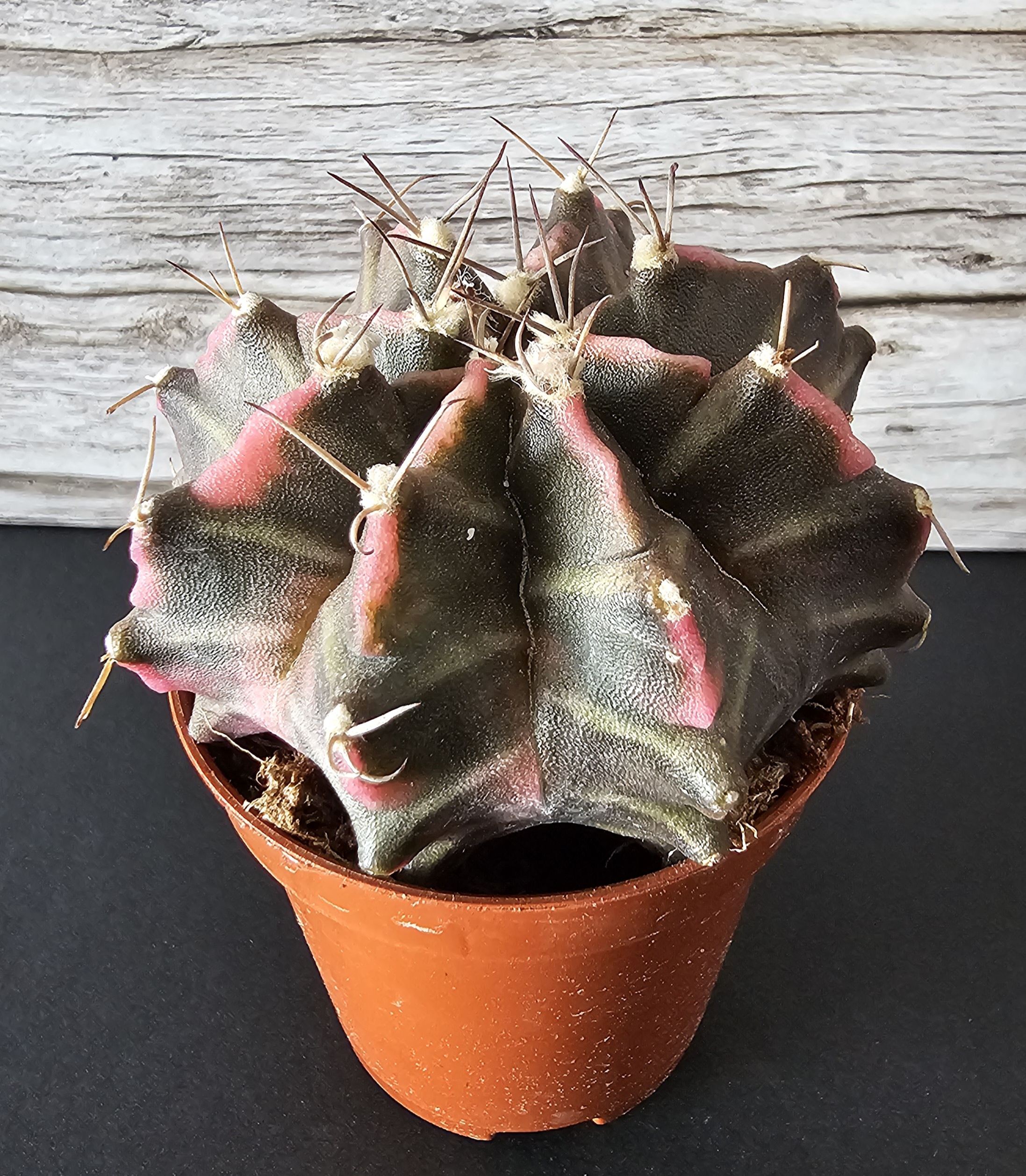 Gymnocalycium mihanovichii Variegata 'Friedrichii' pot 5.5cm