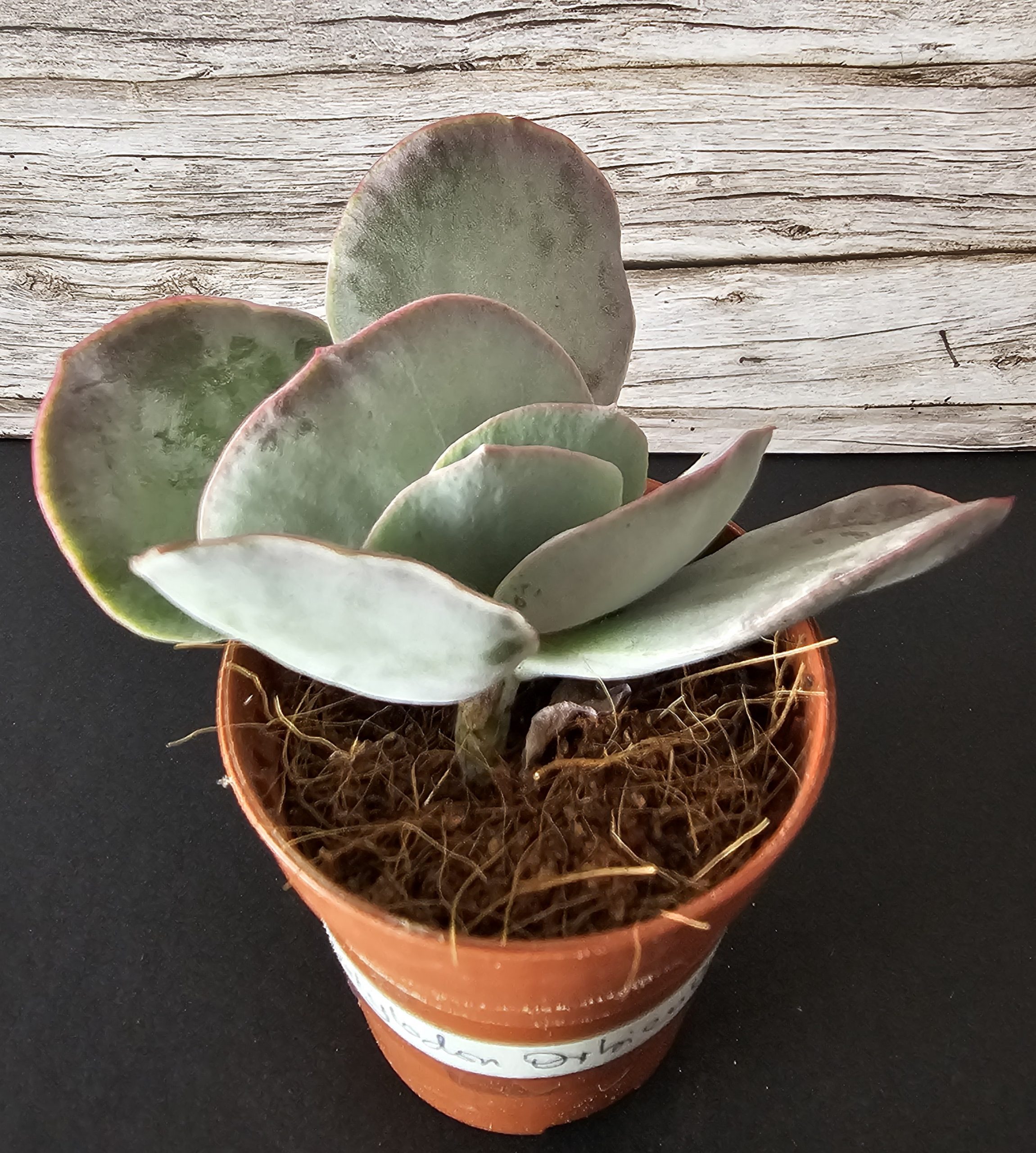 Cotyledon orbiculata pot 5.5cm – Image 2