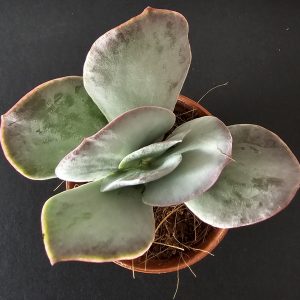 Cotyledon orbiculata pot 5.5cm