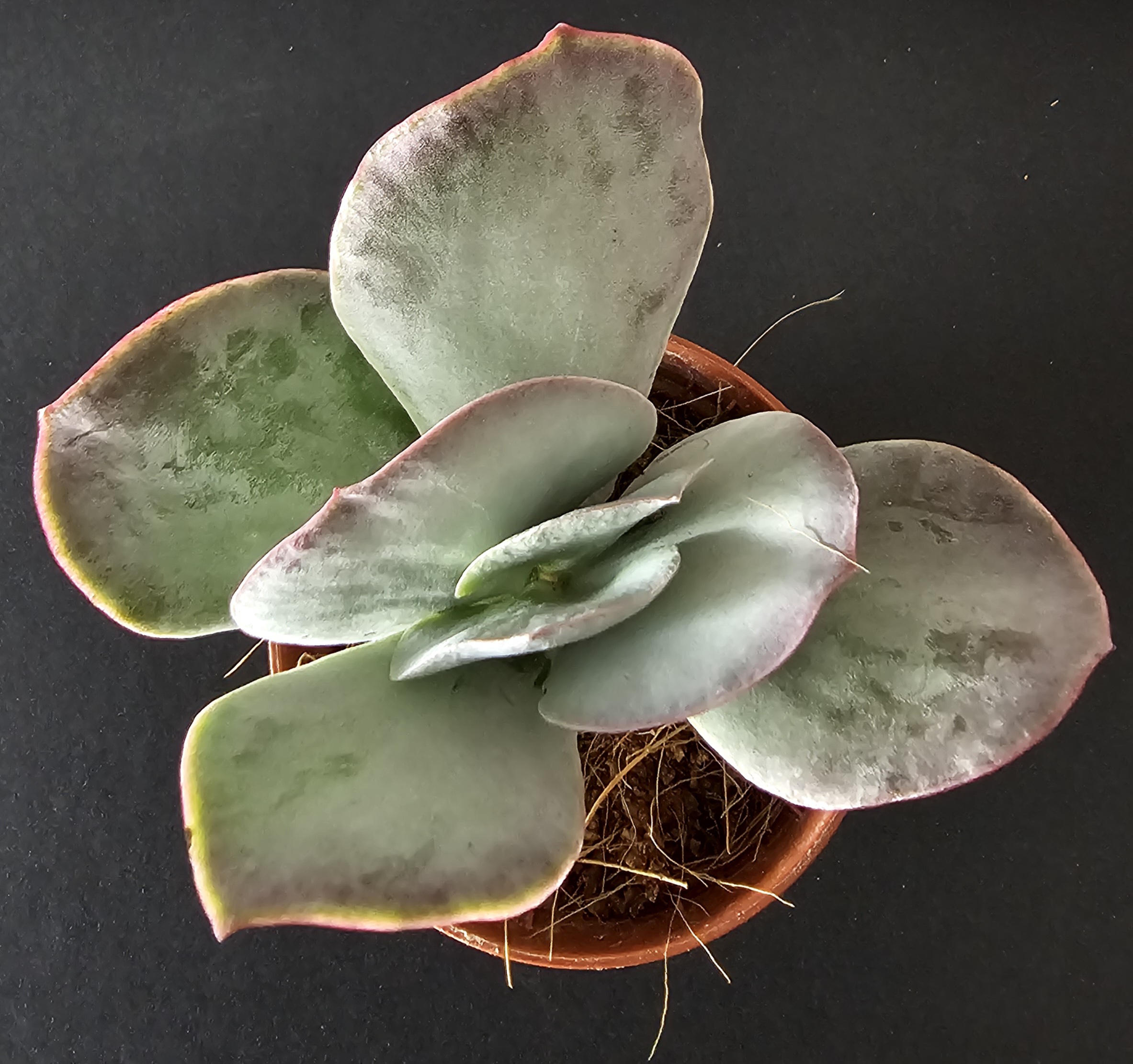 Cotyledon orbiculata pot 5.5cm