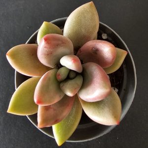 Echeveria 'Pink Donna' pot 5.5cm