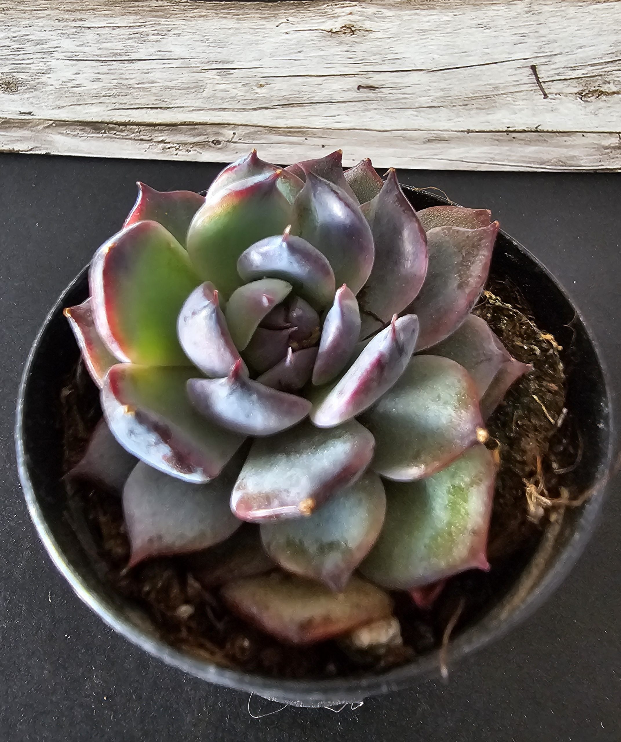 Echeveria 'Black Rose' pot 5.5cm