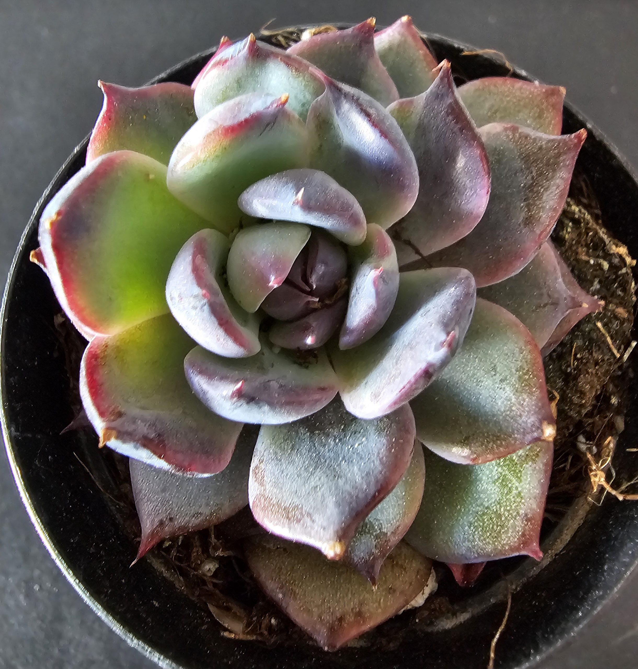 Echeveria 'Black Rose' pot 5.5cm – Image 2